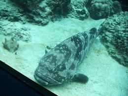 美ら海水族館のさかなたち写真