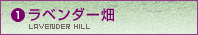ラベンダー畑
